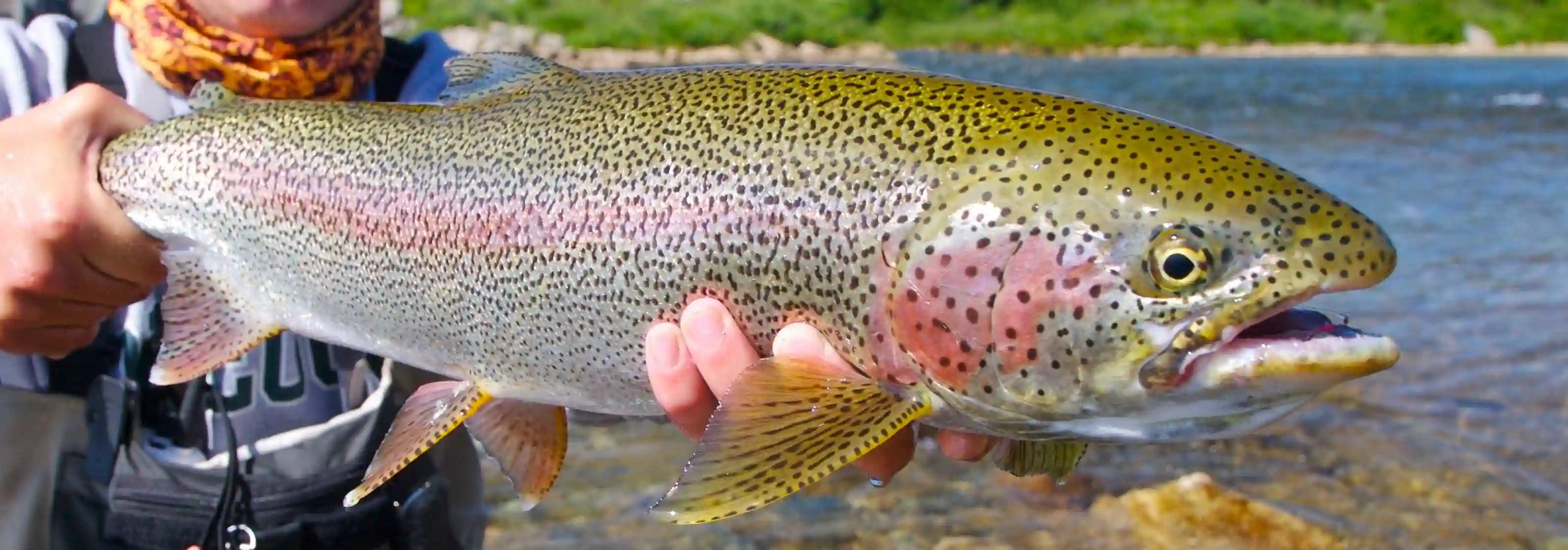 Rainbow Trout fish.webp Rainbow Trout fish.webp